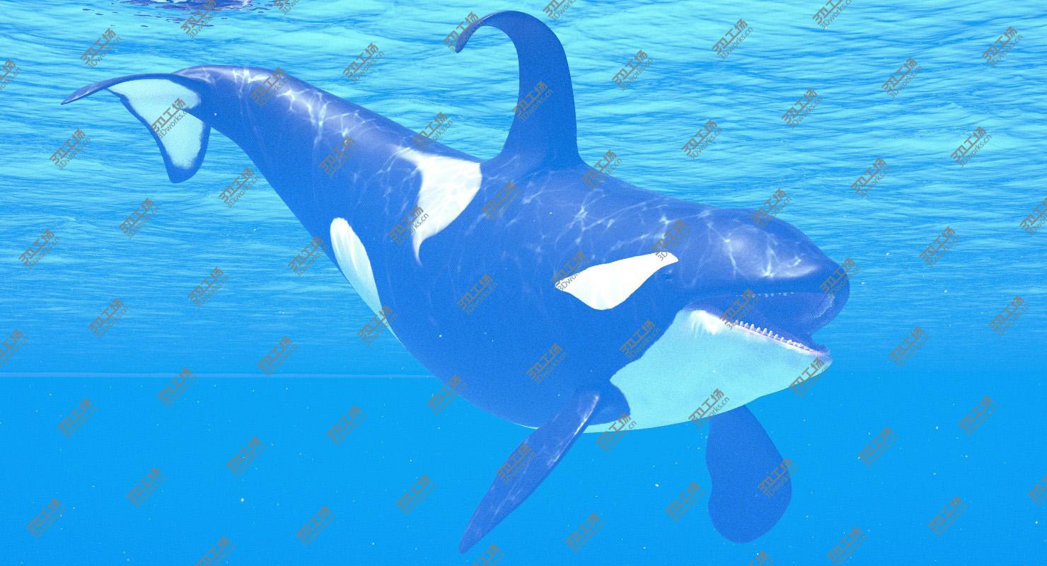 images/goods_img/20210313/Killer Whale Adult Rigged/1.jpg